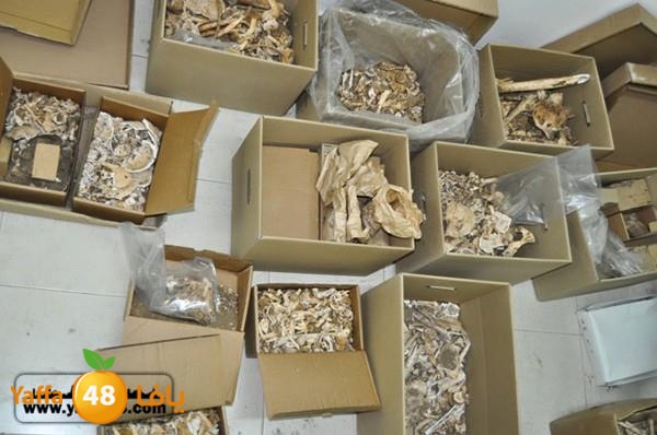 maqbara mamlokeya (4).jpg